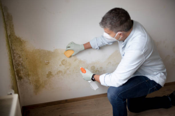 Best Black Mold Removal  in Coeburn, VA